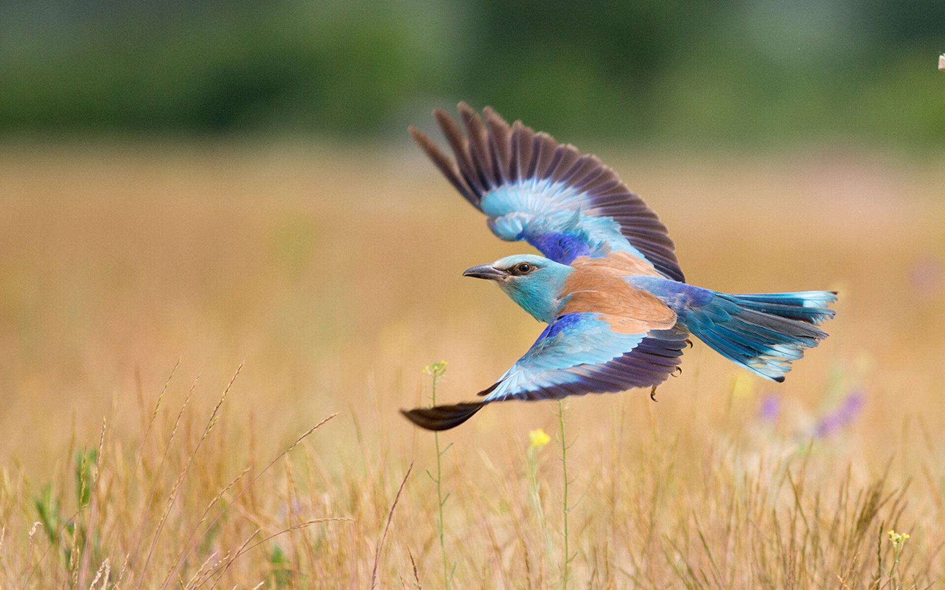 库里进攻端如入无人之境，灰熊险胜北京队背后的篮球哲学碰撞